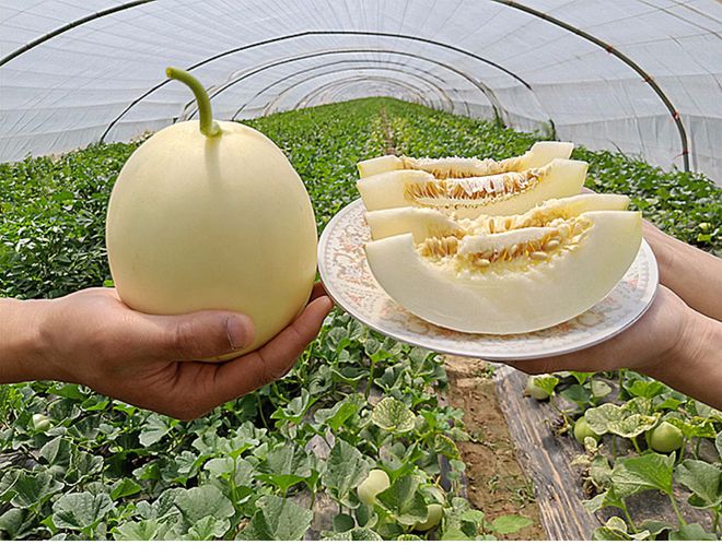 陕西省农业品牌协会省级农业品牌行走进阎良甜瓜